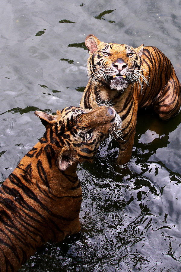 600x900, 216 Kb / тигры, вода