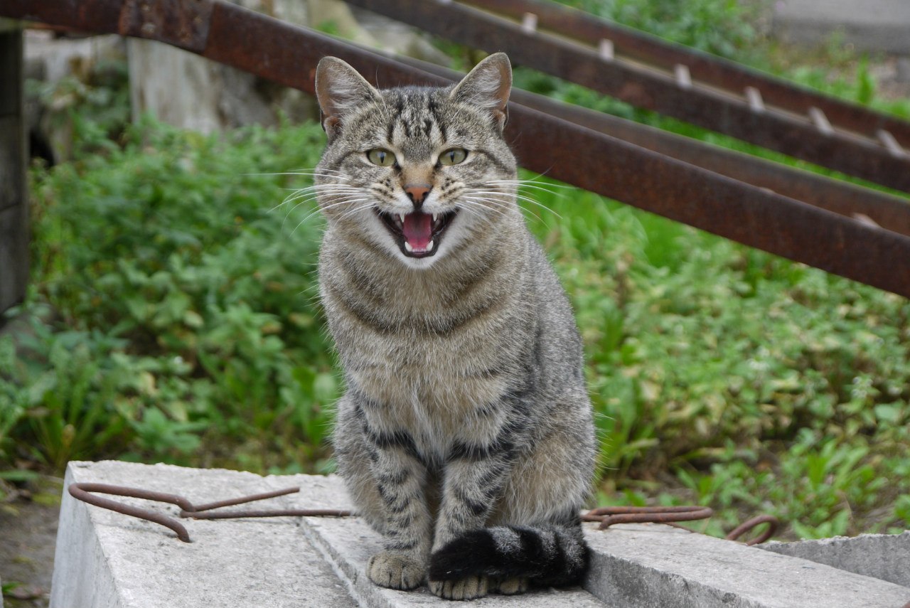 1280x855, 216 Kb / Кот, работа, питомец