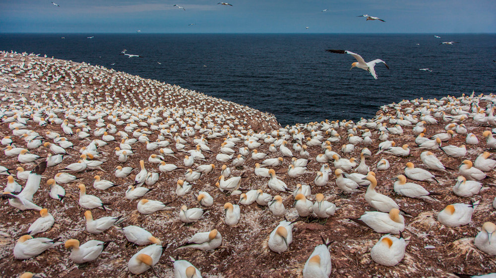 1000x562, 268 Kb / чайки