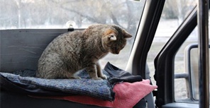 296x153, 22 Kb / спор, кот, маршрутка