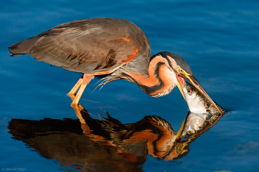 1000x667, 209 Kb / рыба, птица