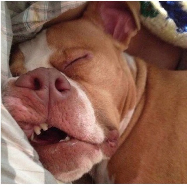 640x640, 78 Kb / собака, нос, зубы, спит