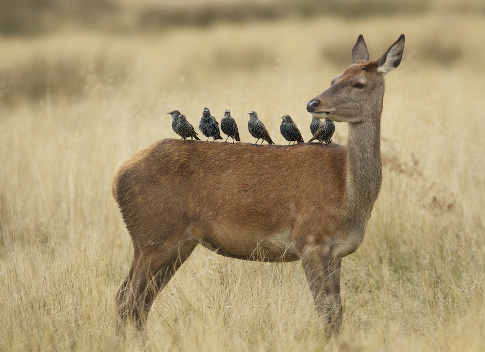 1000x725, 168 Kb / косуля, птицы