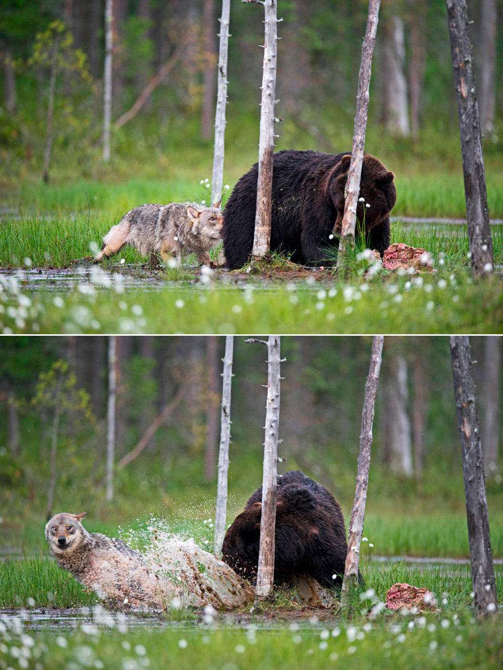 1000x1333, 344 Kb / медведь, волк, мясо