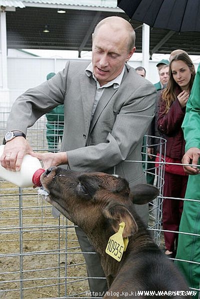 400x599, 155 Kb / телка, молоко, путин
