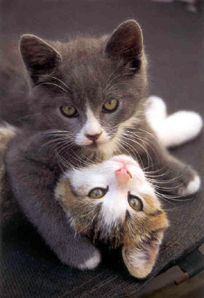 288x421, 52 Kb / котята, секас