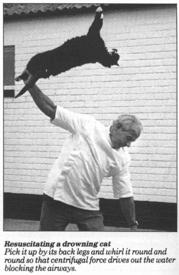 363x558, 42 Kb / кот, ч/б