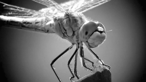 500x281, 269 Kb / стрекоза, гиф