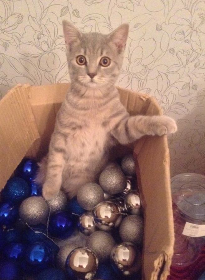 658x900, 212 Kb / котэ, коробка, застукали, ёлочные игрушки