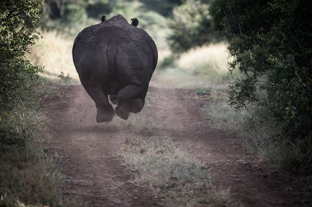 1000x666, 127 Kb / Носорог, дорога, бег, полёт, отрыв
