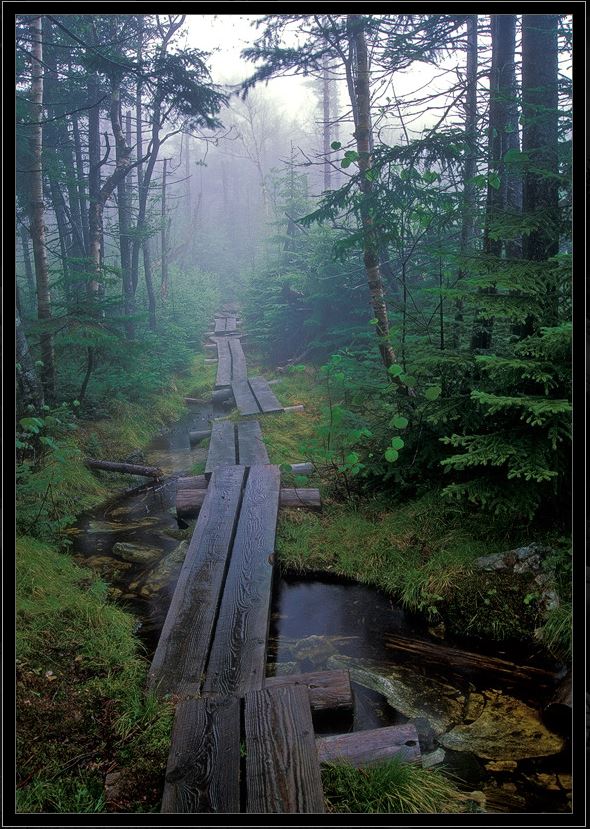 590x829, 138 Kb / лес, речка, утро, зелёный, мостик