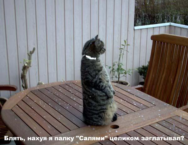 599x464, 42 Kb / кот, сидит, палка, салями