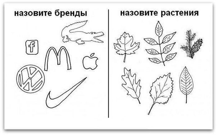 700x436, 47 Kb / бренды, растения, листок