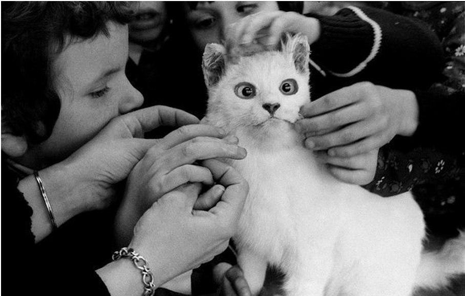 908x578, 64 Kb / кот, охуевший, слепые, дети