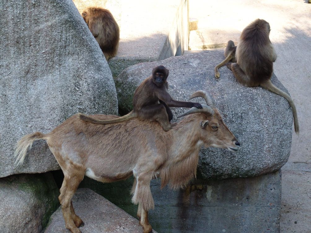 1004x753, 203 Kb / камень, козёл, обезьяна, верхом