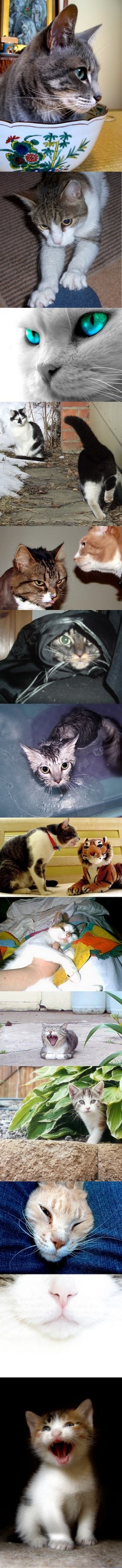 250x3210, 228 Kb / коты