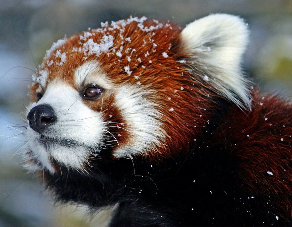 990x770, 122 Kb / панда, красная, морда