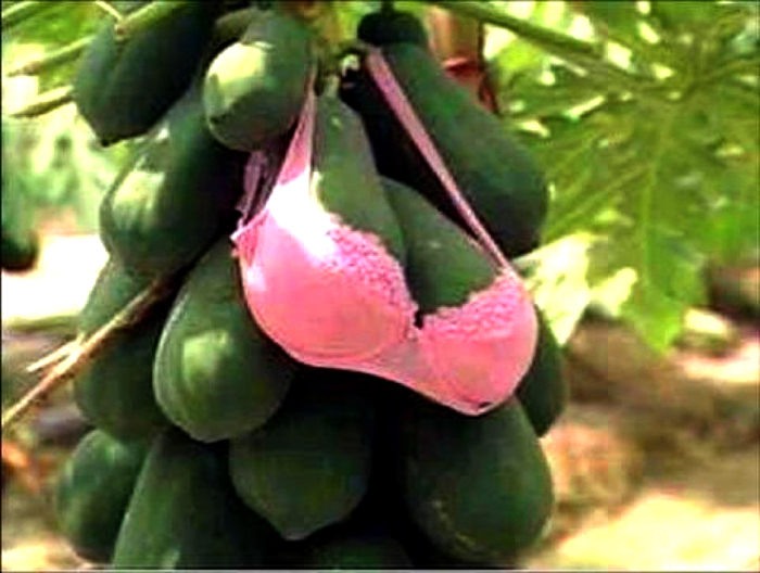 700x528, 225 Kb / сиськи