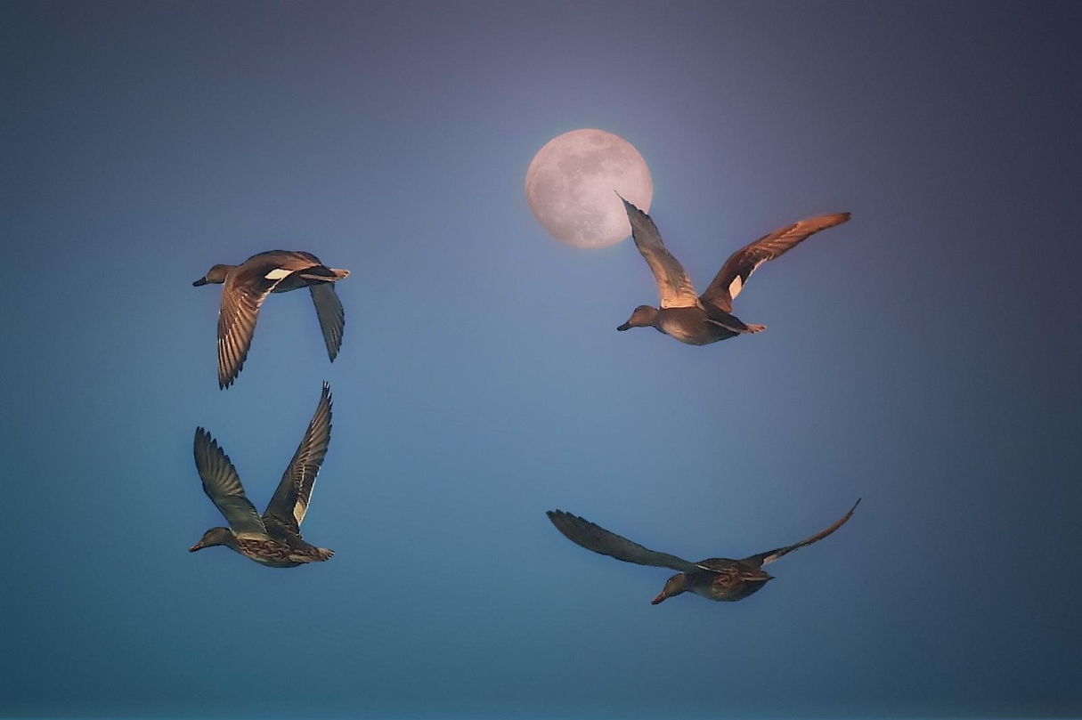 1215x809, 294 Kb / утки, луна