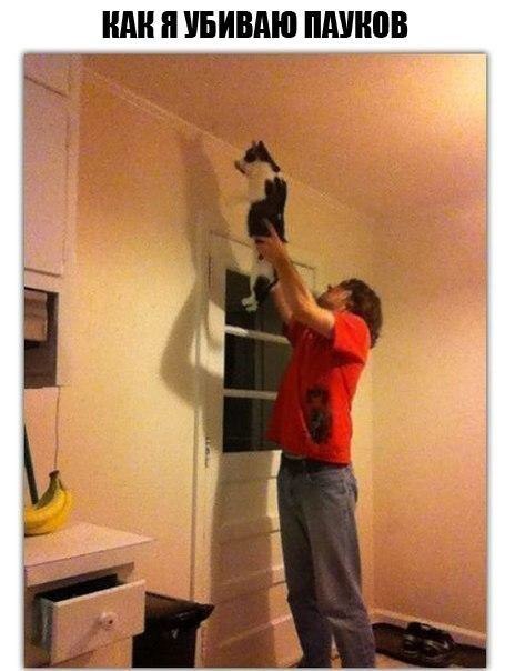 455x604, 47 Kb / котэ, паук, убийство, лайфхак