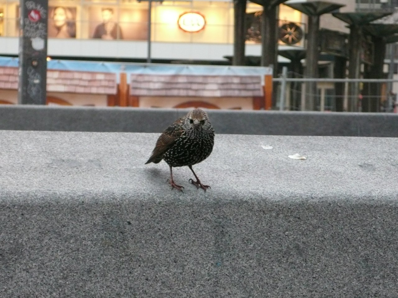 1280x960, 244 Kb / птица, берлин, zoogarten, kudamm, скворец