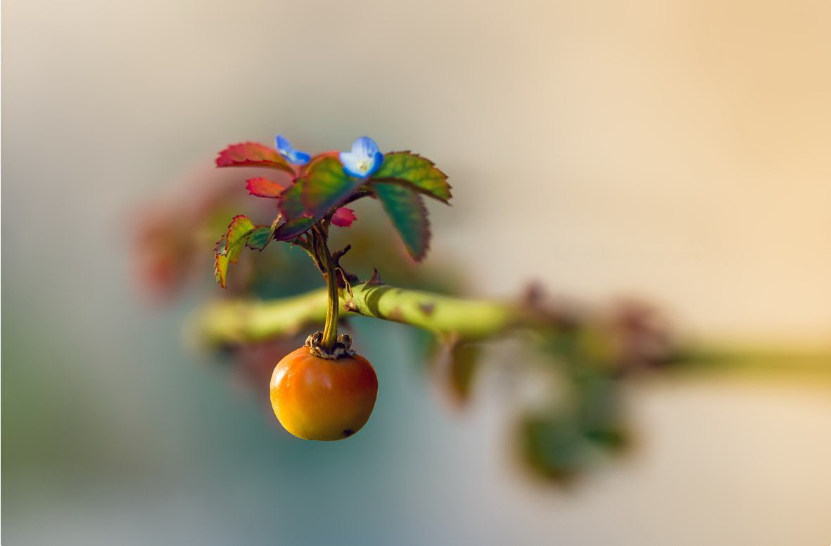 1181x777, 92 Kb / цветок, макро, шиповник, плод