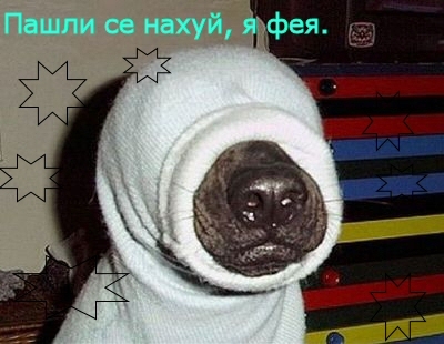 400x310, 87 Kb / собака, нос, свитер, фея