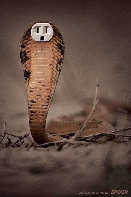 433x650, 31 Kb / кобра, розетка