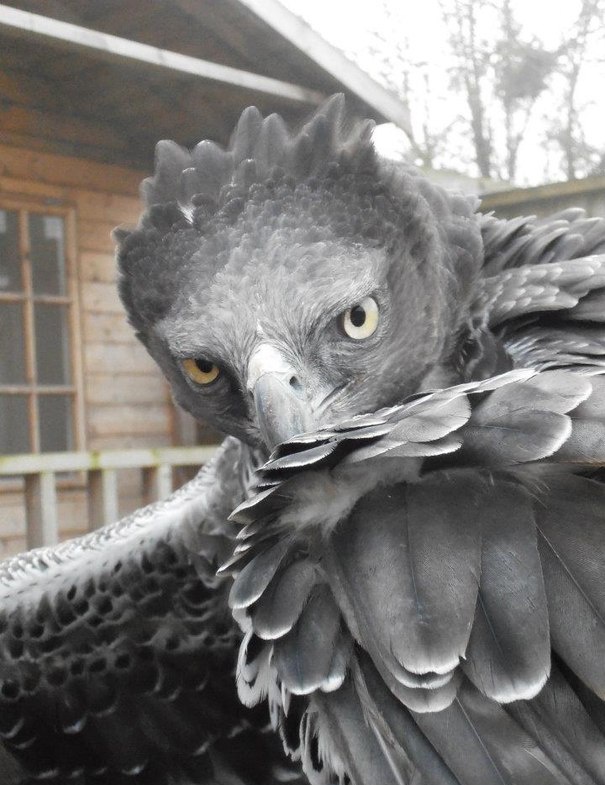 605x785, 144 Kb / орёл, взгляд, окно, крыло, перья