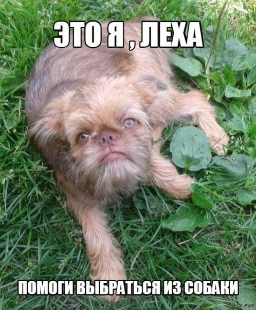 498x604, 99 Kb / собака, лёха, реинкарнация