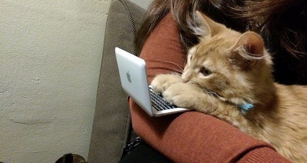 604x321, 50 Kb / котёнок, ноутбук