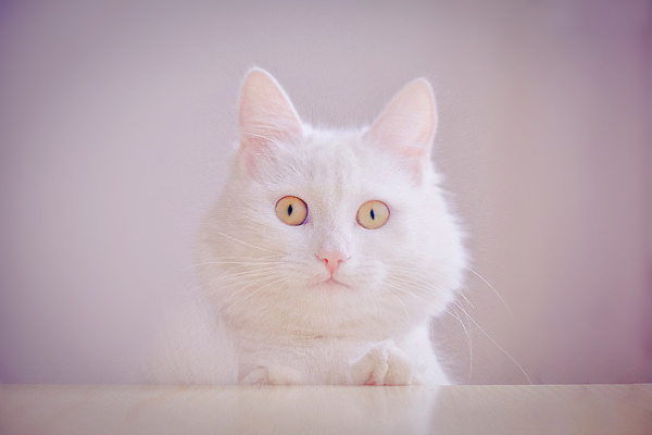 600x400, 73 Kb / Emma-tyan, кот, кошка, белая, белый