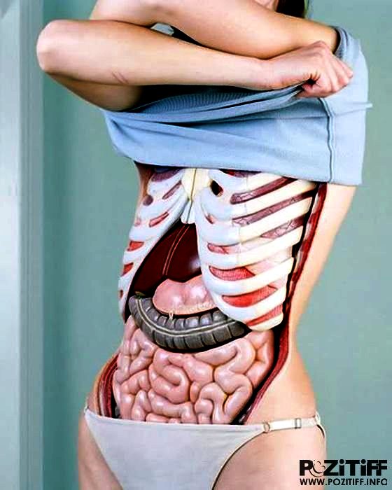 560x700, 59 Kb / девушка, вскрытая, кишки, внутренности, наглядное пособие