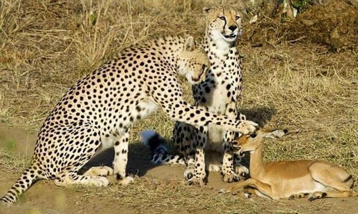 700x418, 82 Kb / гепард, оленёнок, лапа