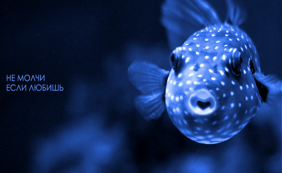 550x338, 53 Kb / рыба, любовь