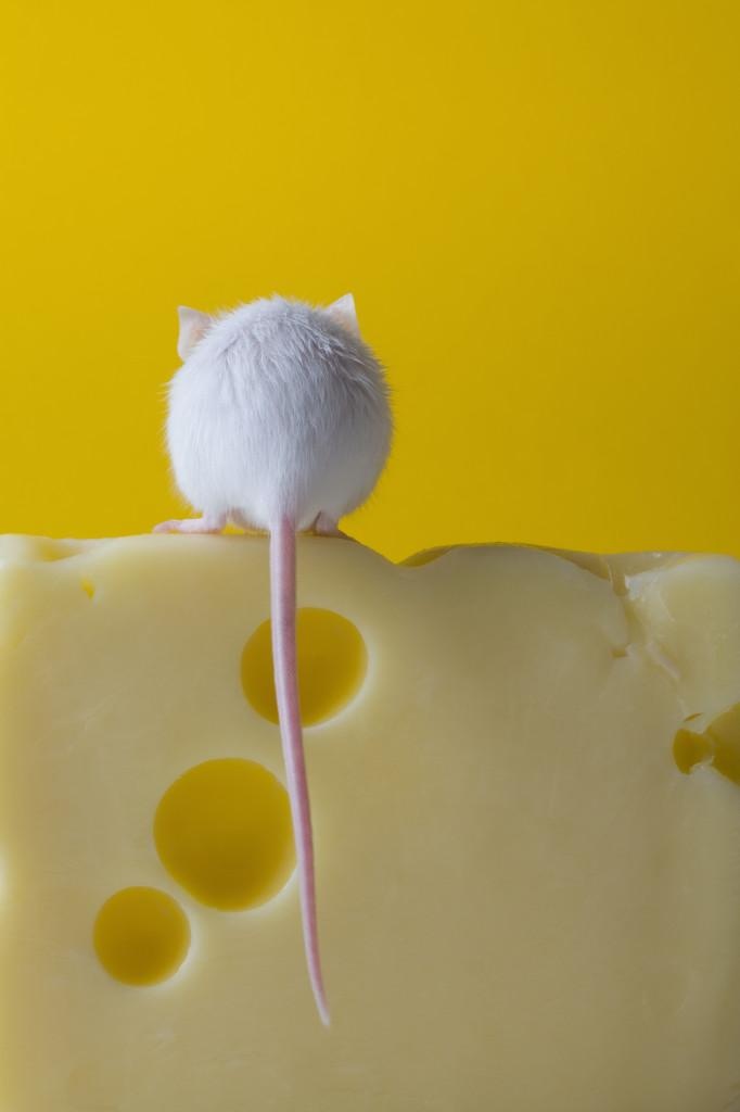 682x1024, 42 Kb / мышь, сыр, хвост, дырки, желтый, белый