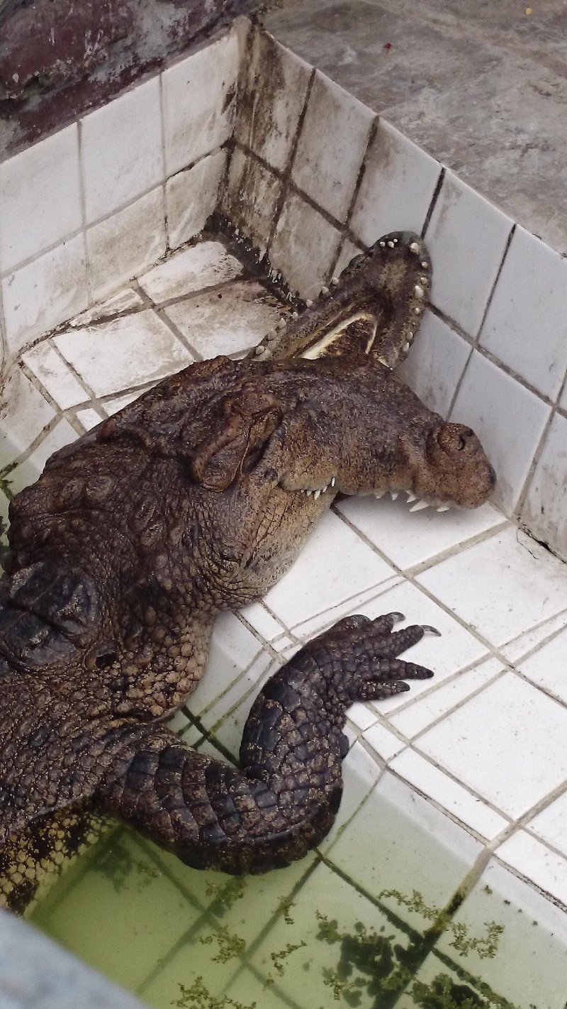 800x1422, 242 Kb / крокодил