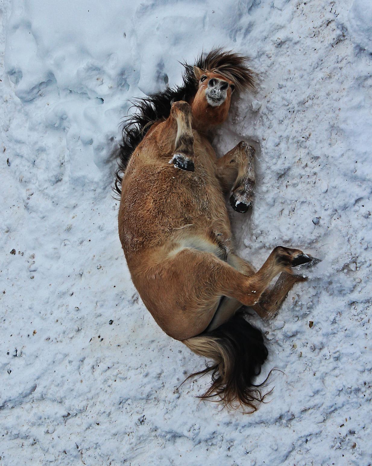 1234x1544, 283 Kb / Лошадь, снег, конь