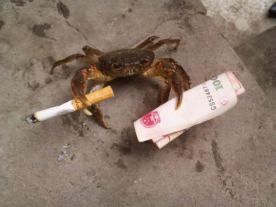 540x405, 58 Kb / краб, сигарета, деньги