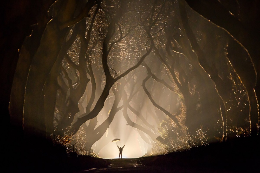 1000x666, 182 Kb / свет, аллея, деревья