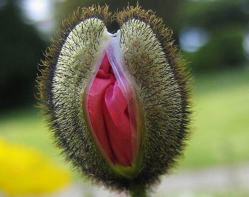 800x634, 67 Kb / мак