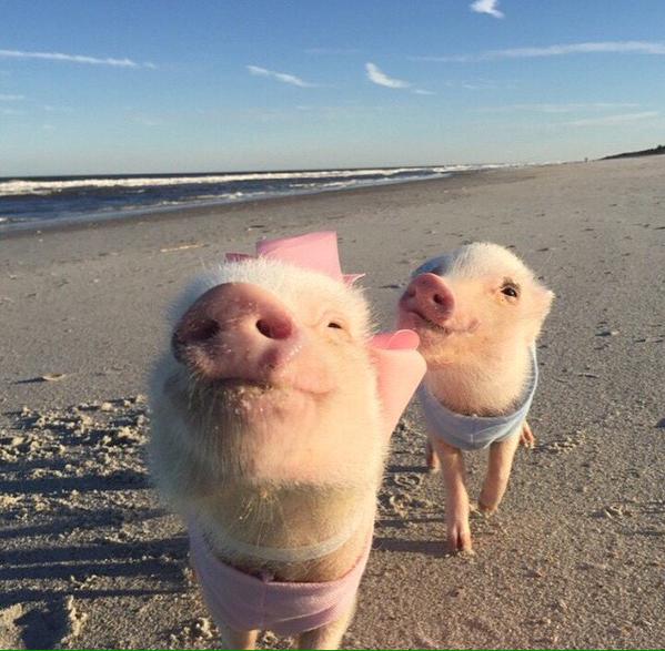 599x587, 57 Kb / хрюшки, свинья, берег, песок, море, розовое