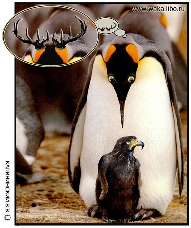 628x750, 132 Kb / пингвин, орёл, рога, фотожаба