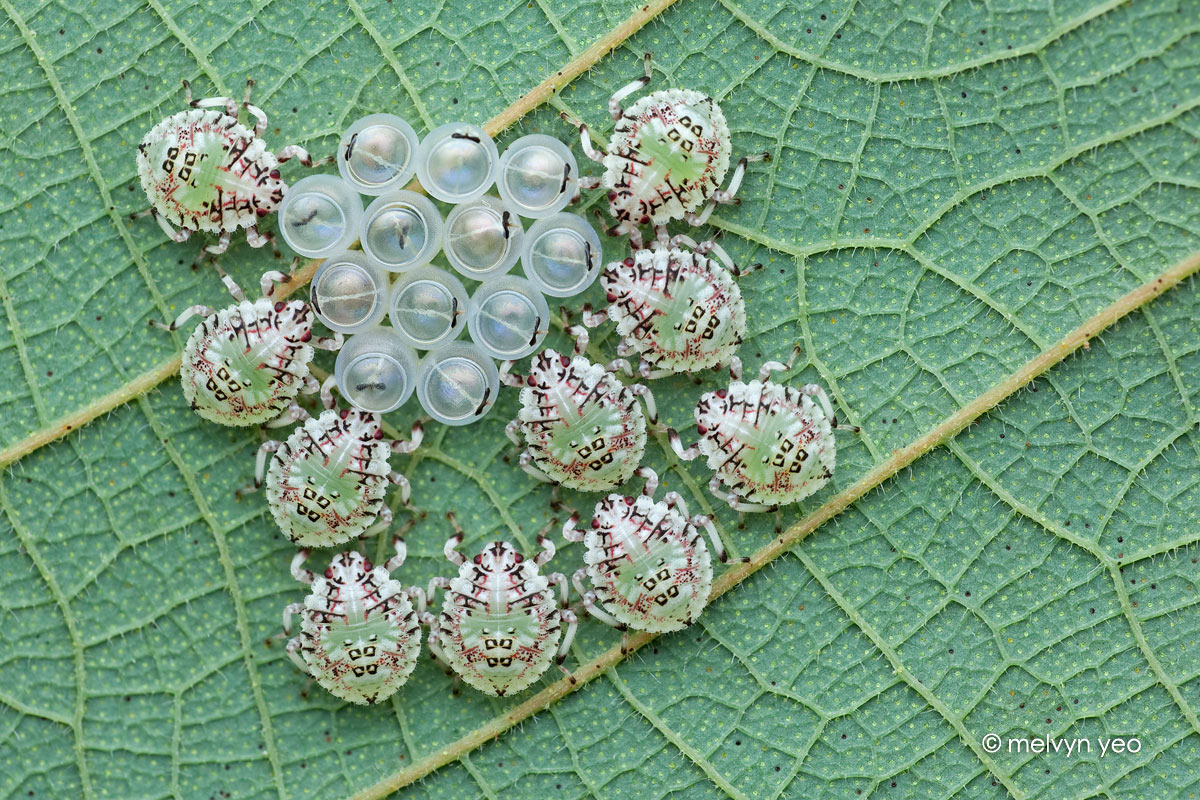 1200x800, 334 Kb / тля, яйца, лист, зеленый