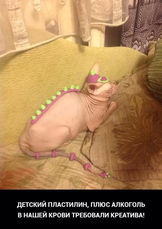 566x800, 55 Kb / котэ, лысый, пластилин, алкоголь, дракон