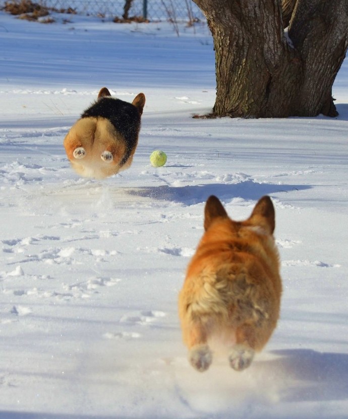 690x832, 108 Kb / собака, снег, мяч