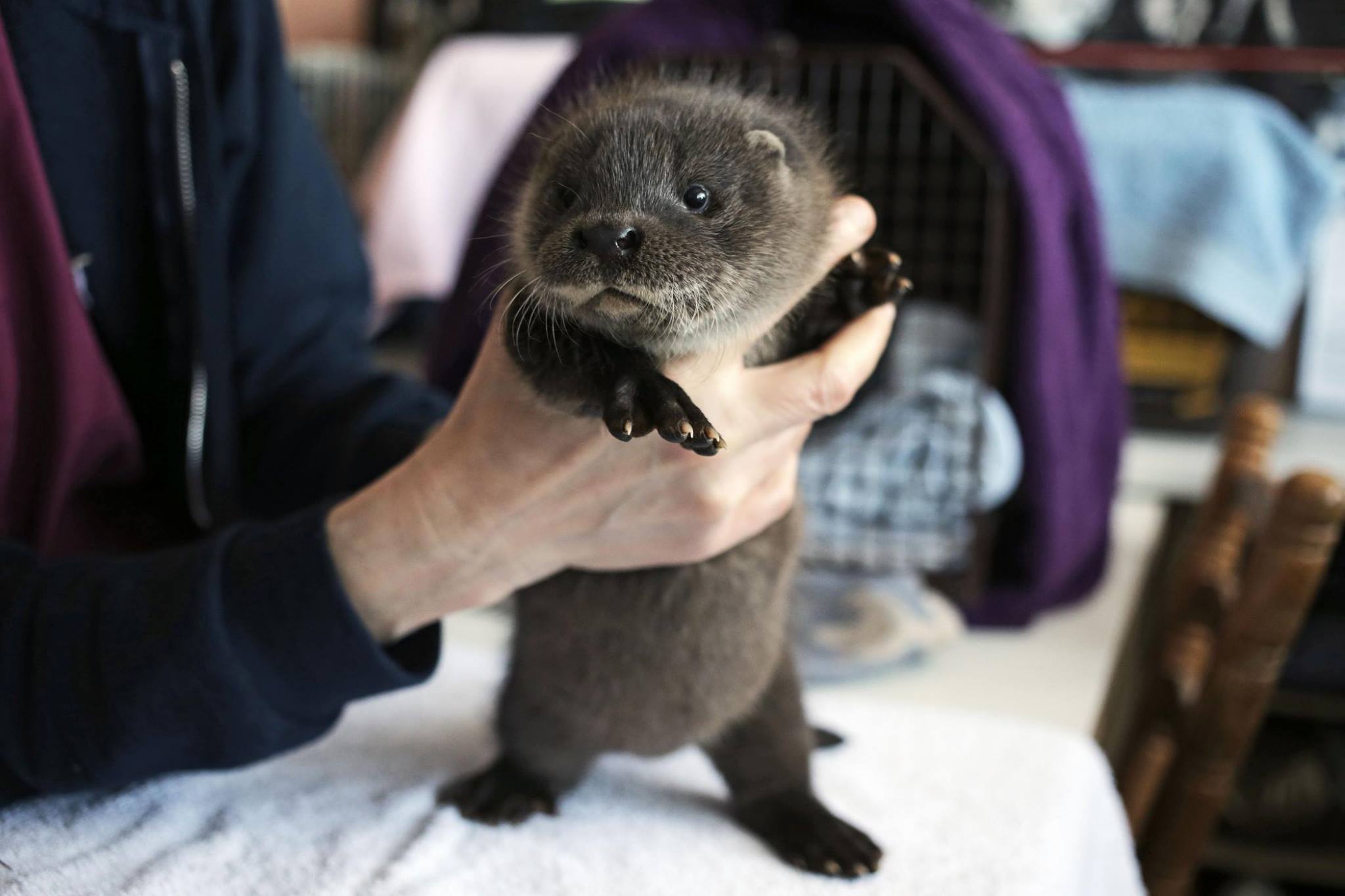 2048x1365, 148 Kb / выдра, рука