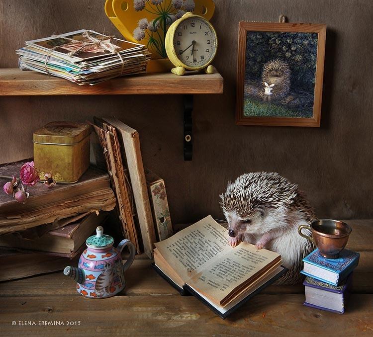 750x678, 96 Kb / ёжик, книга, портрет