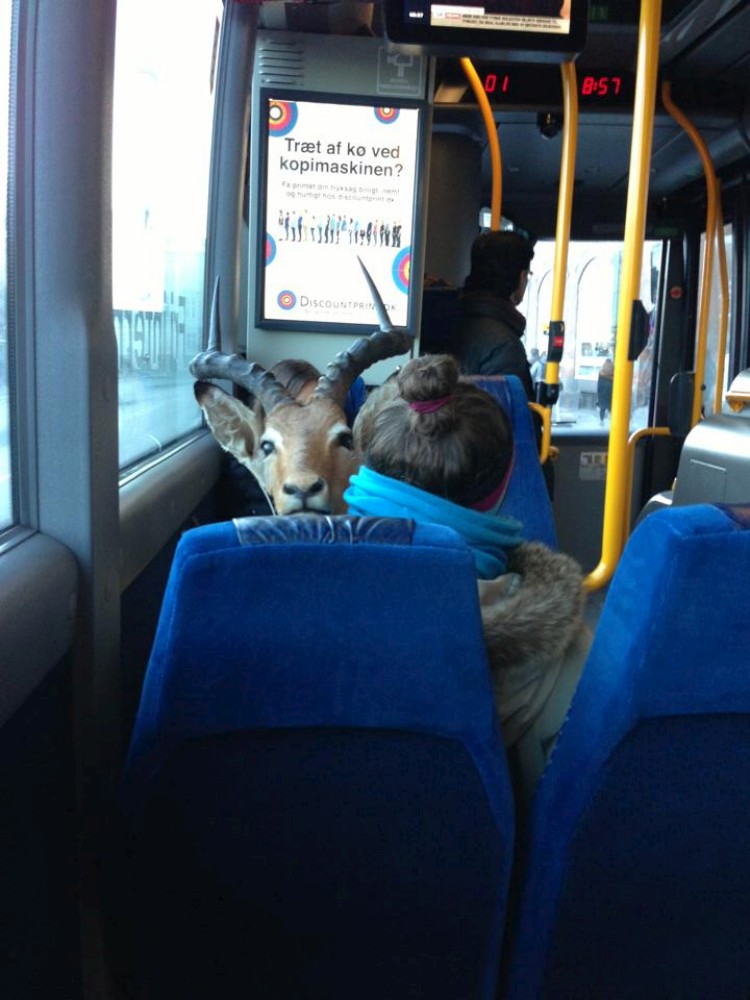 750x1000, 121 Kb / козел, автобус