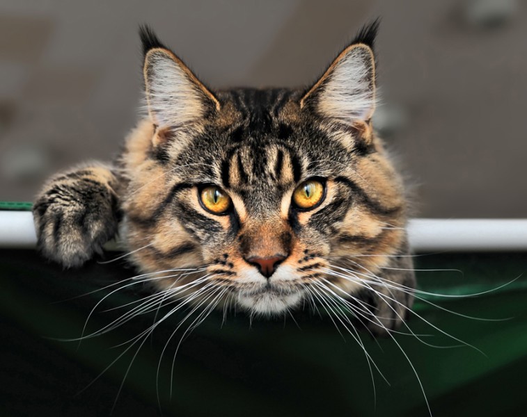 757x600, 91 Kb / Кот, уши, кисточки